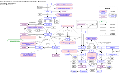 Biosynthesis and regeneration of tetrahydrobiopterin and catabolism of phenylalanine