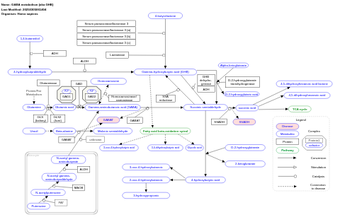 GABA metabolism (aka GHB)