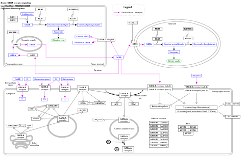 GABA receptor signaling