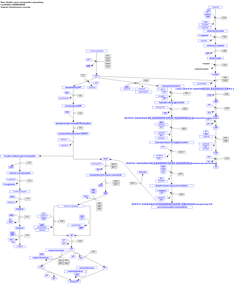 Histidine, purine, and pyrimidine superpathway