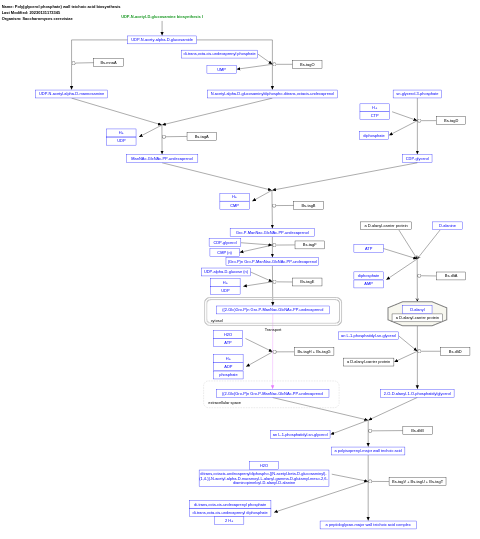 Poly(glycerol phosphate) wall teichoic acid biosynthesis