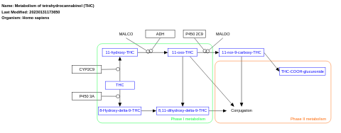 Metabolism of tetrahydrocannabinol (THC)