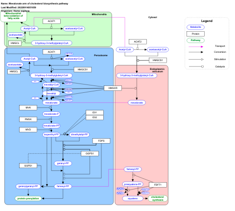 Mevalonate arm of cholesterol biosynthesis pathway