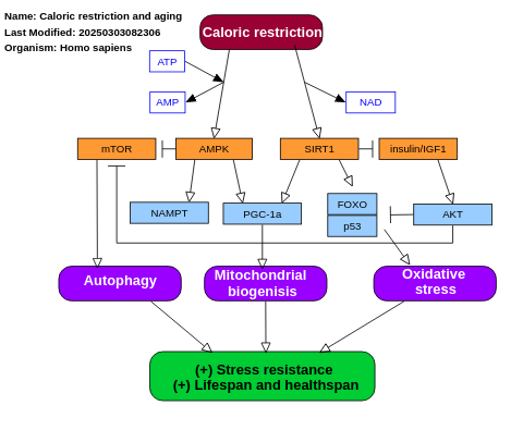 Caloric restriction and aging