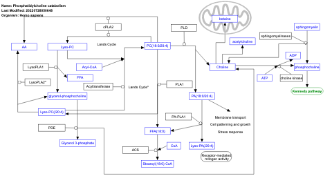 Phosphatidylcholine catabolism