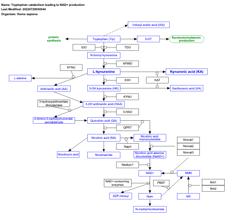 Tryptophan catabolism leading to NAD+ production