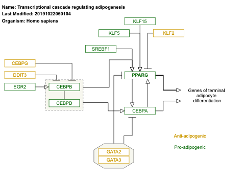 Transcriptional cascade regulating adipogenesis