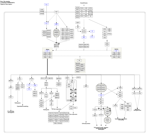 Ras signaling