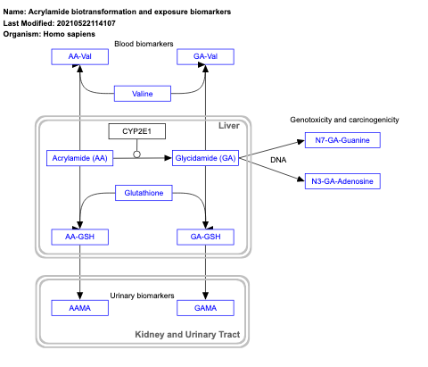 Acrylamide biotransformation and exposure biomarkers