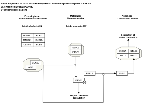 Regulation of sister chromatid separation at the metaphase-anaphase transition