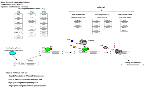 Eukaryotic transcription initiation