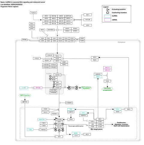 lncRNA in canonical Wnt signaling and colorectal cancer