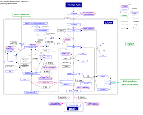 Disorders of folate metabolism and transport