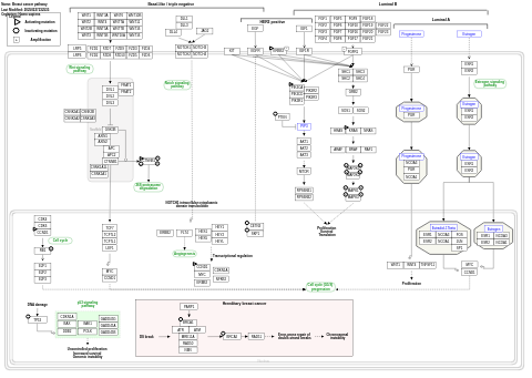 Breast cancer pathway