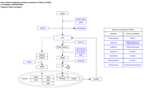 Ethanol metabolism resulting in production of ROS by CYP2E1