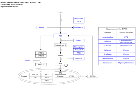 Ethanol metabolism production of ROS by CYP2E1