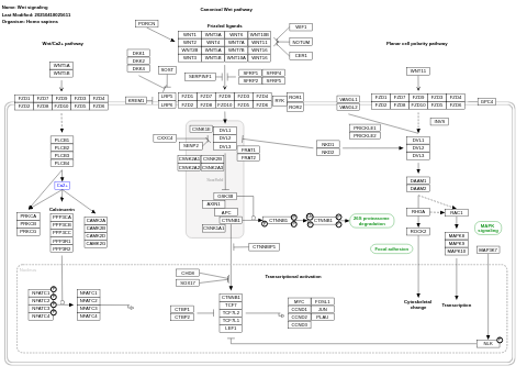 Wnt signaling