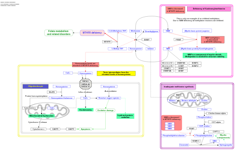 MTHFR deficiency