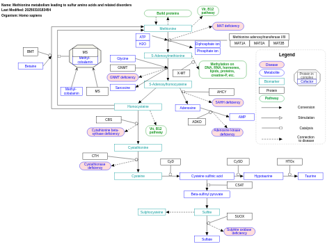 Methionine metabolism leading to sulfur amino acids and related disorders