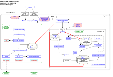 Thiamine metabolic pathways