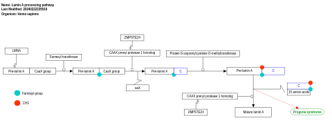 Lamin A processing pathway