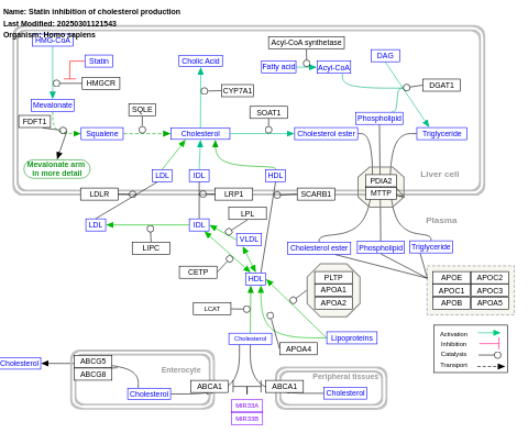 Statin inhibition of cholesterol production