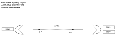 miRNA degrading enzymes