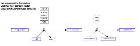 Asparagine degradation