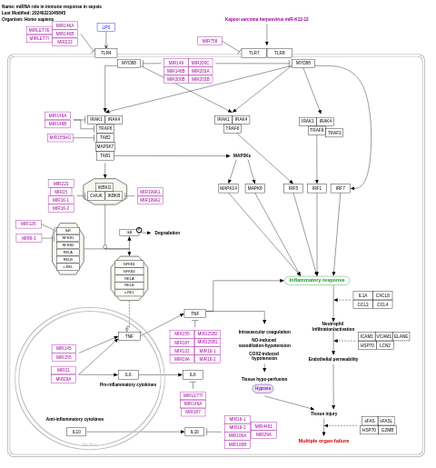 miRNA role in immune response in sepsis