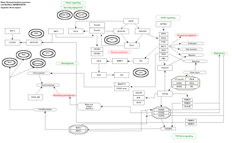 Neovascularization processes