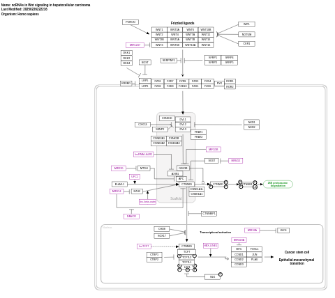 ncRNAs involved in Wnt signaling in hepatocellular carcinoma