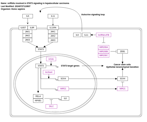 ncRNAs involved in STAT3 signaling in hepatocellular carcinoma