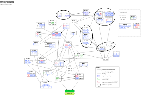 Flowering time pathway