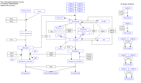 Sphingolipid metabolism overview