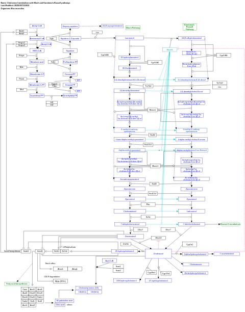 Cholesterol metabolism with Bloch and Kandutsch-Russell pathways