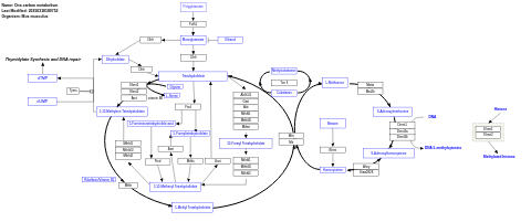 One-carbon metabolism