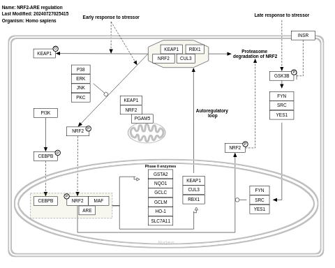 NRF2-ARE regulation