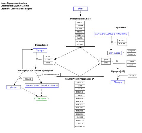 Glycogen metabolism