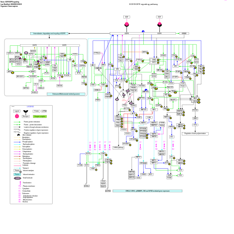 EGF/EGFR signaling pathway