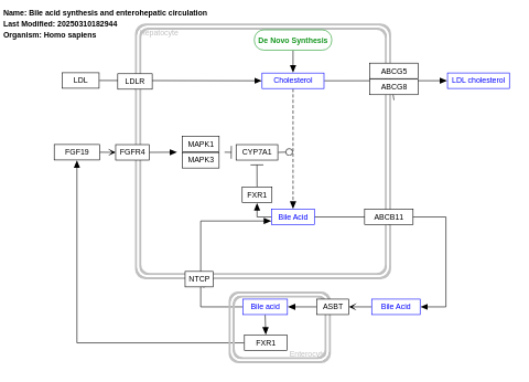 Bile acids synthesis and enterohepatic circulation 