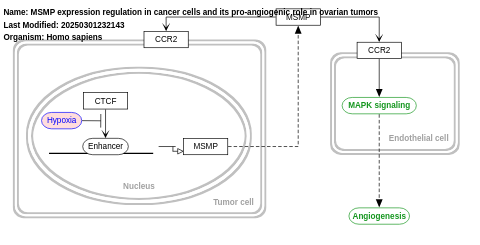 Model for regulation of MSMP expression in cancer cells and its proangiogenic role in ovarian tumors