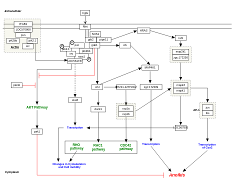 Hepatocyte growth factor receptor signaling