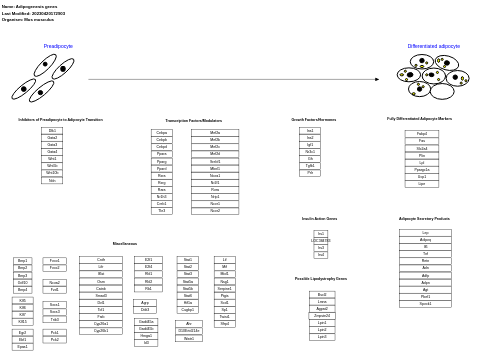 Adipogenesis genes