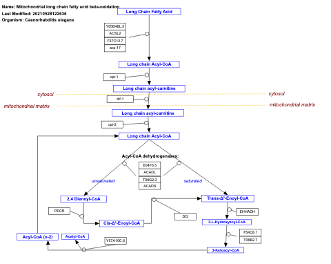 Mitochondrial long chain fatty acid beta-oxidation
