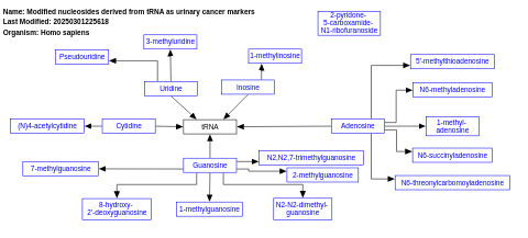 Modified nucleosides derived from tRNA as urinary cancer markers