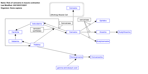 Role of carnosine in muscle contraction