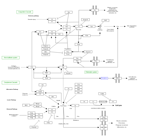 Complement and coagulation cascades
