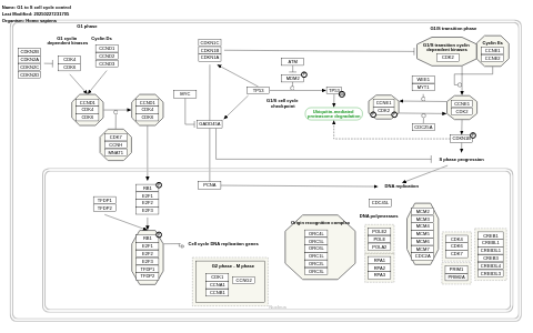 G1 to S cell cycle control