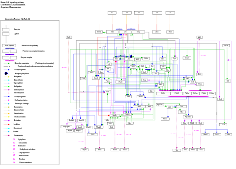 IL-2 signaling pathway