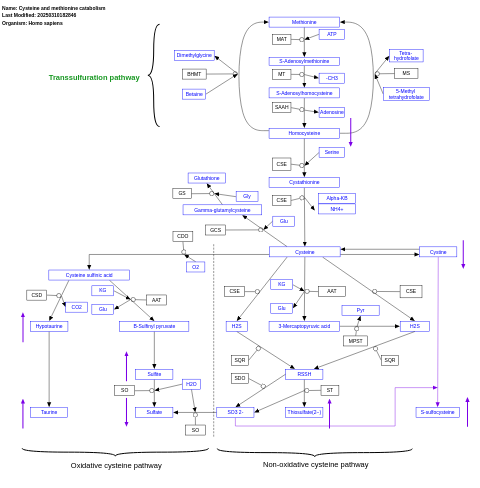 Cysteine and methionine catabolism